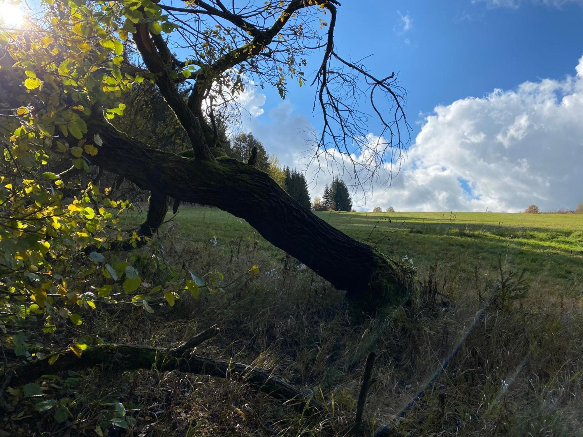 Zur Bergwiese 5 Sterne Appartementhaus Furstenau  Pokoj fotografie